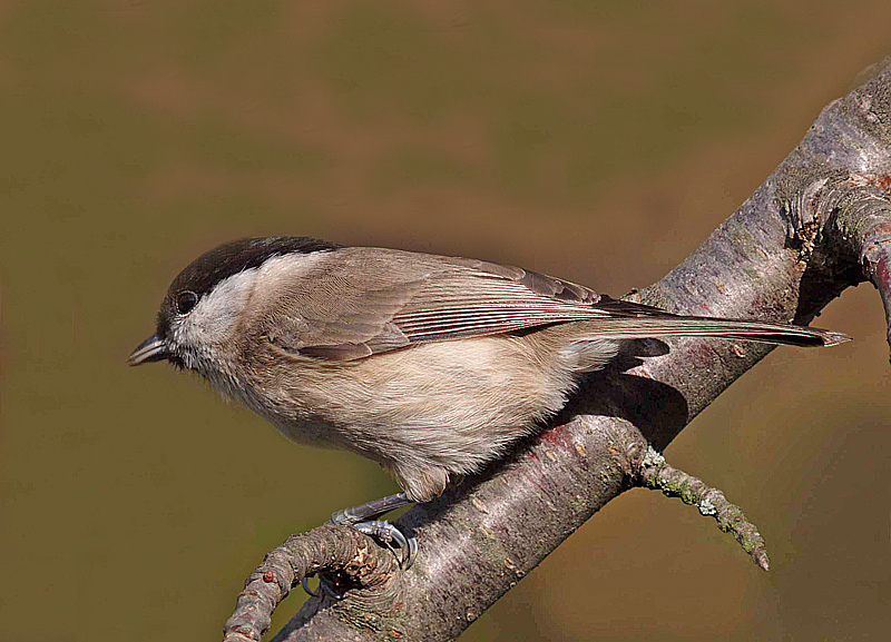 Cincia bigia (Poecile palustris)